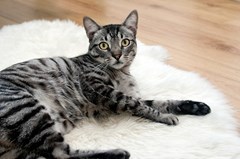 Cat on white rug