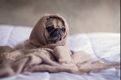 Dog snuggling in blanket