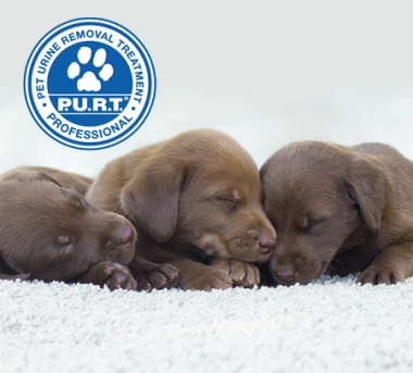 puppies laying on carpet with a Chem-Dry P.U.R.T. seal